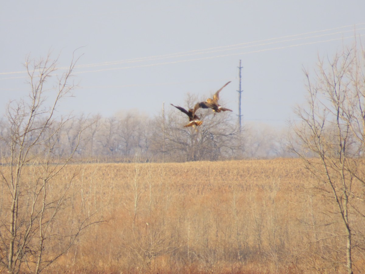 Northern Harrier - ML627814936