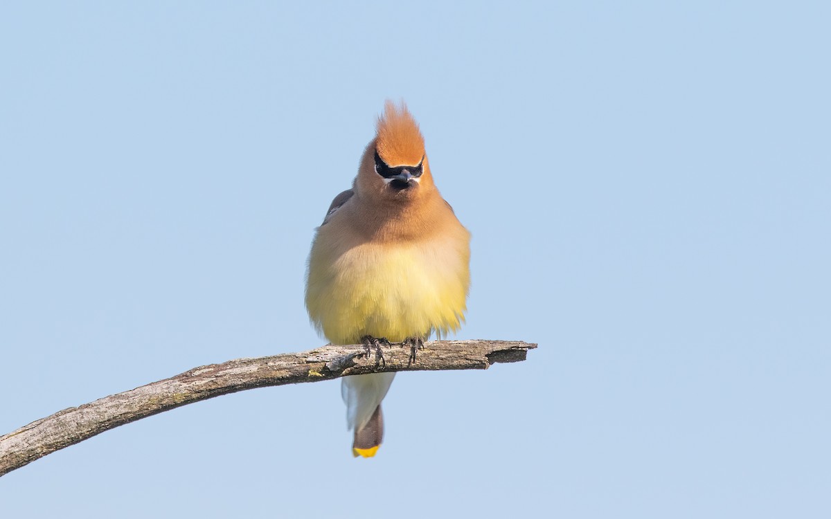 Cedar Waxwing - ML627815029