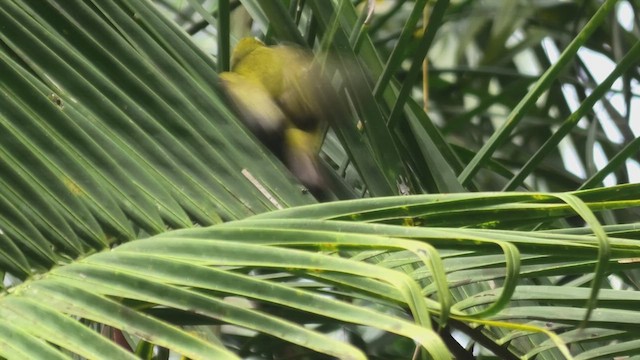 Malagasy White-eye - ML627815042