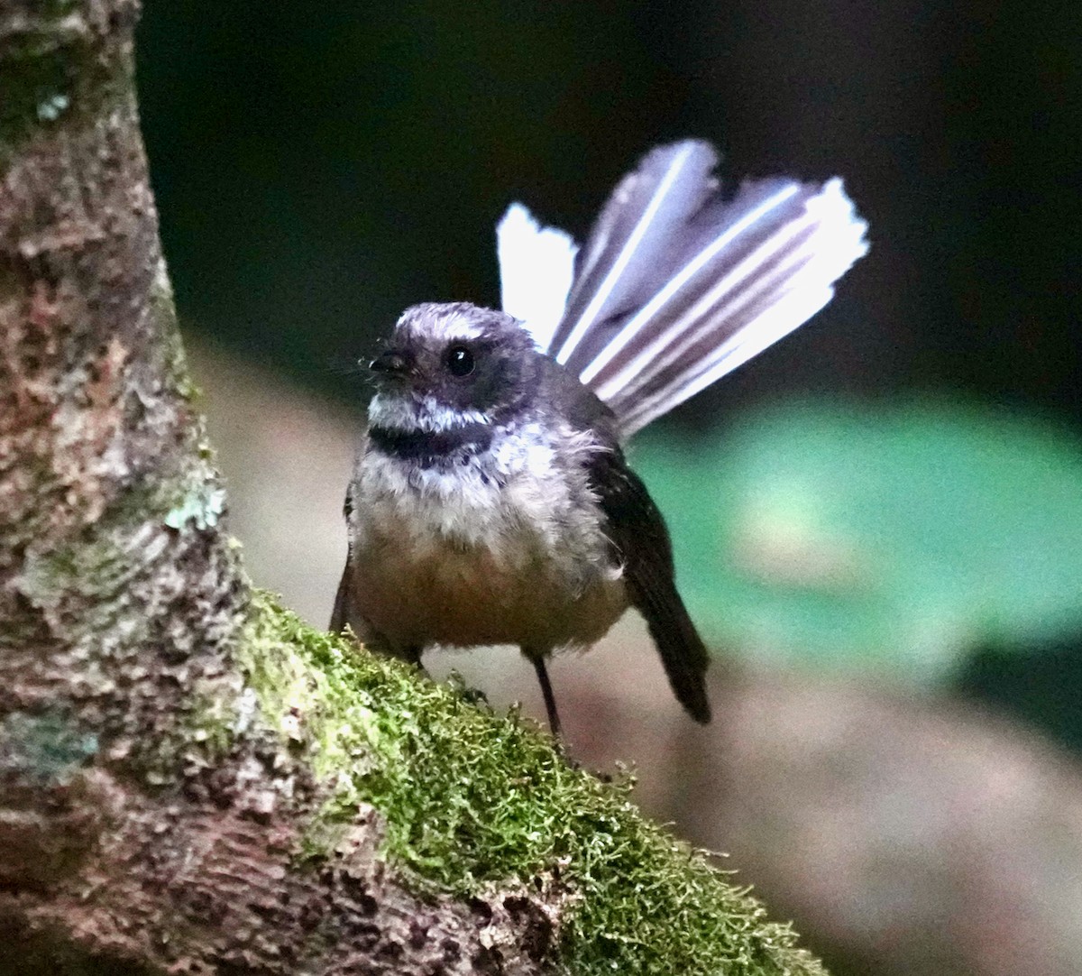 New Zealand Fantail - ML627815043