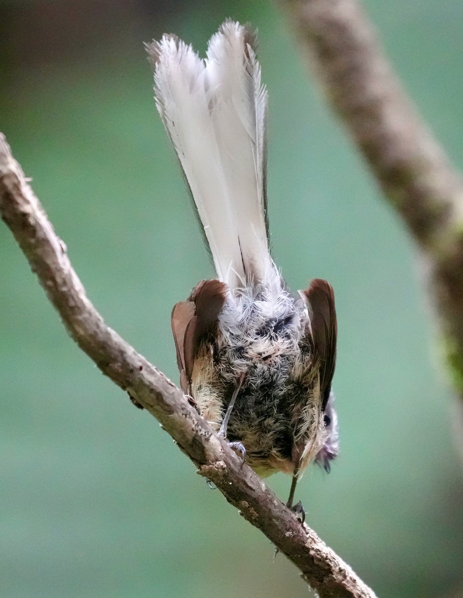 New Zealand Fantail - ML627815055