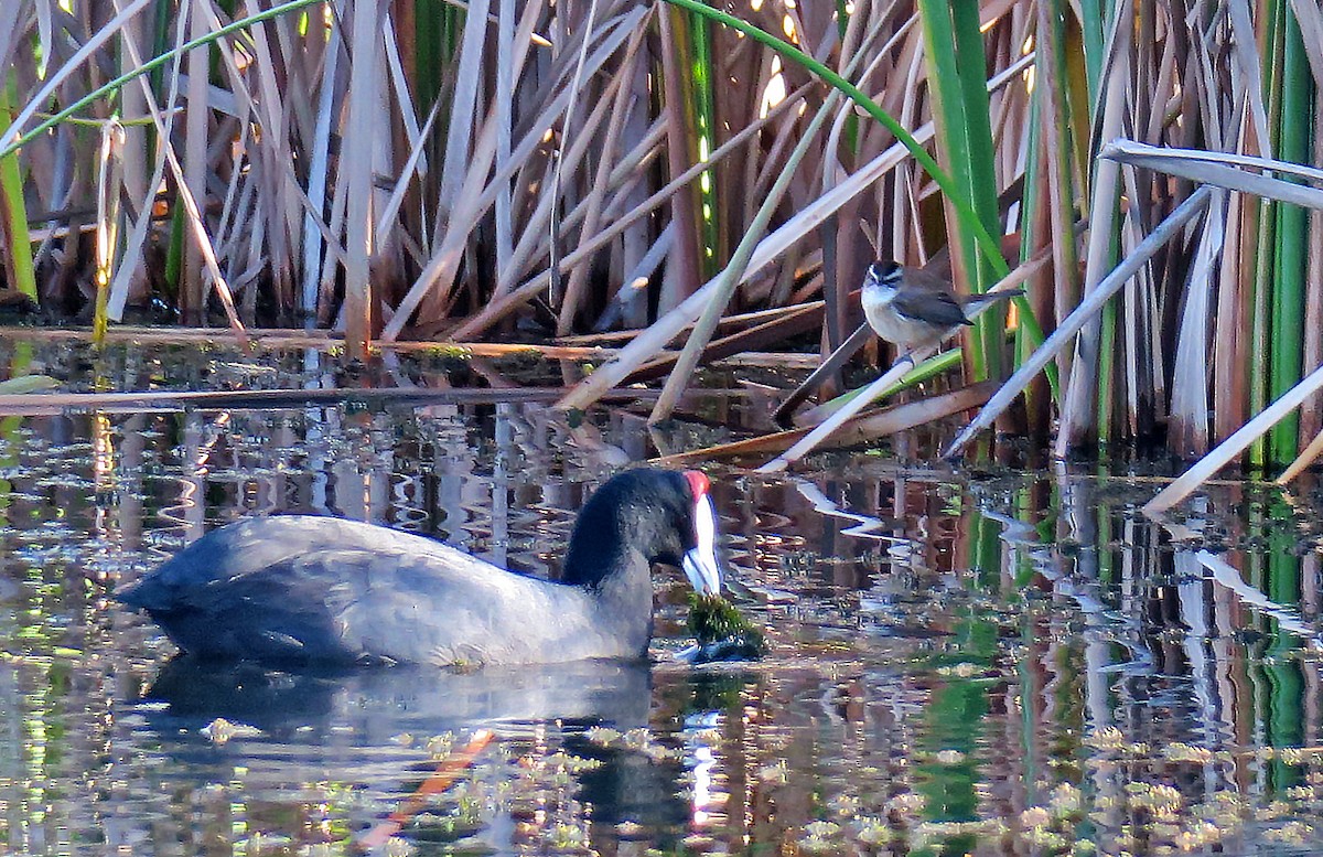 Moustached Warbler - Juan Pérez