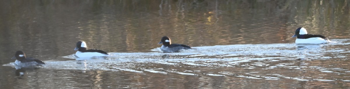 Bufflehead - ML627815075