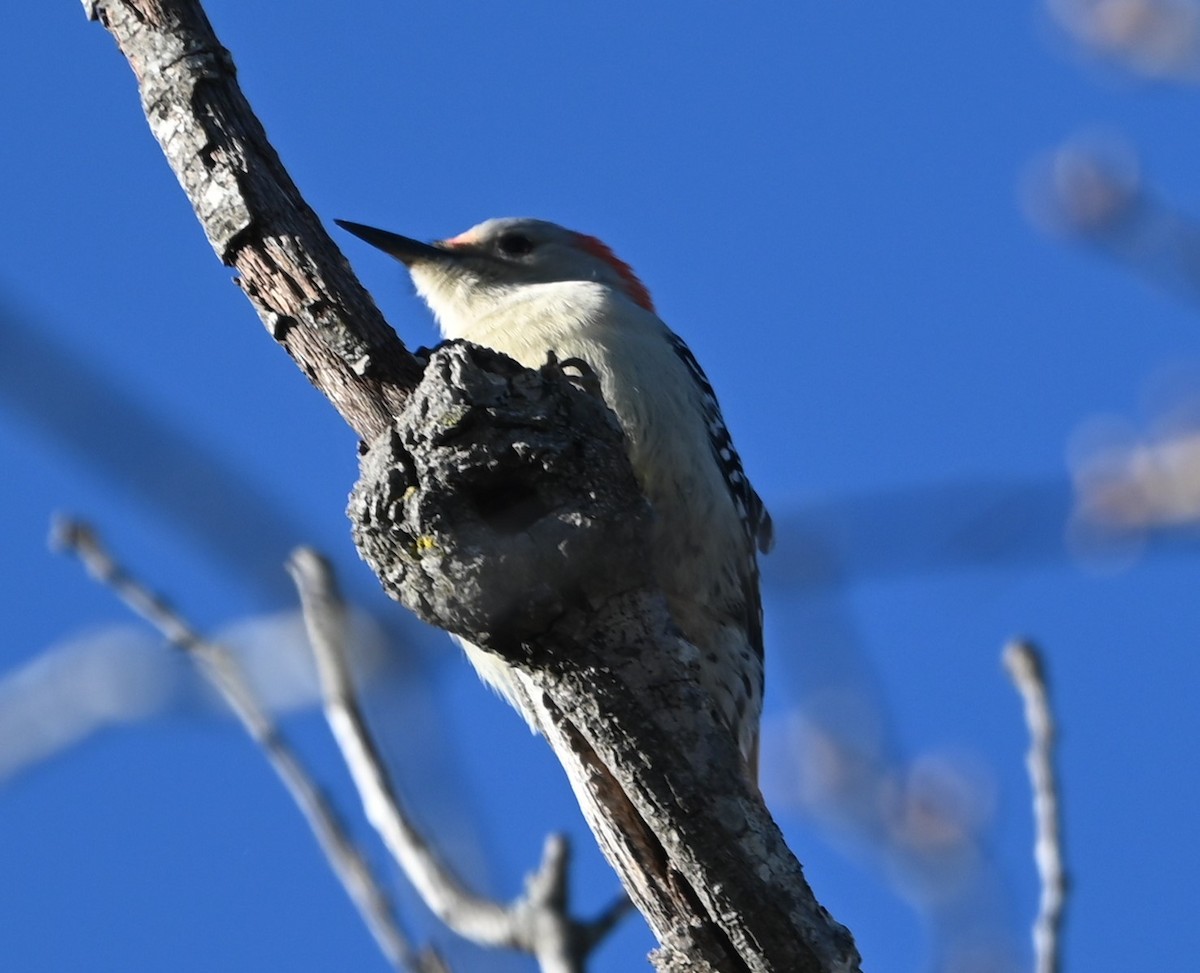 Red-bellied Woodpecker - ML627815085