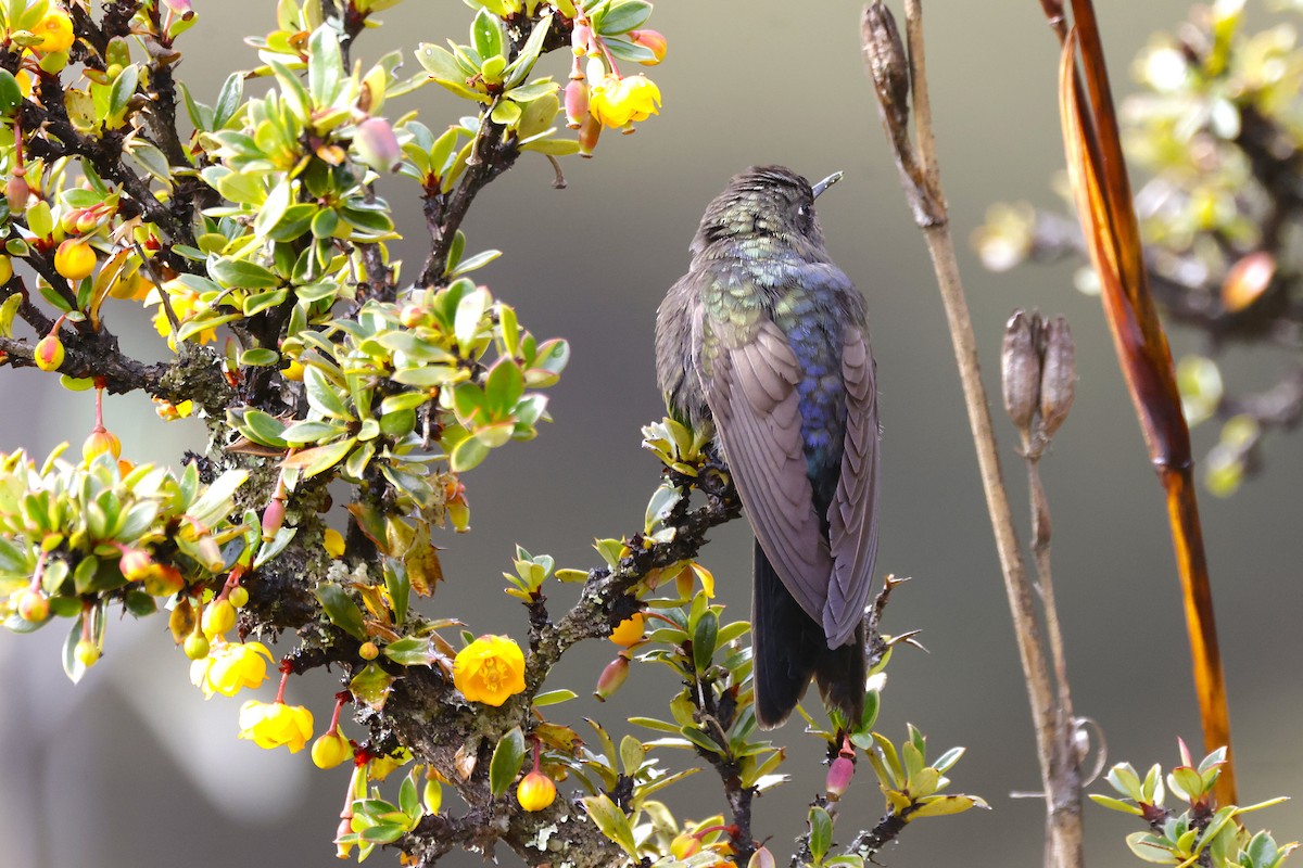 Blue-mantled Thornbill - ML627815092