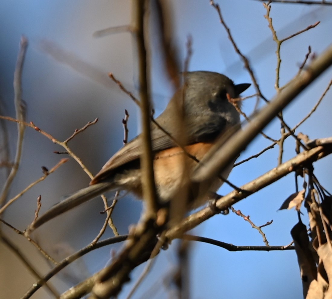 Tufted Titmouse - ML627815104