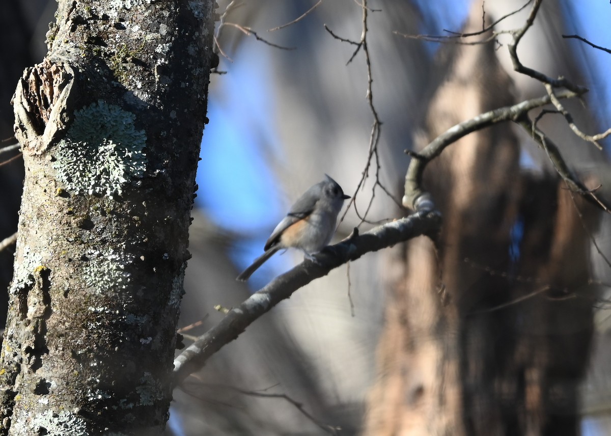 Tufted Titmouse - ML627815115
