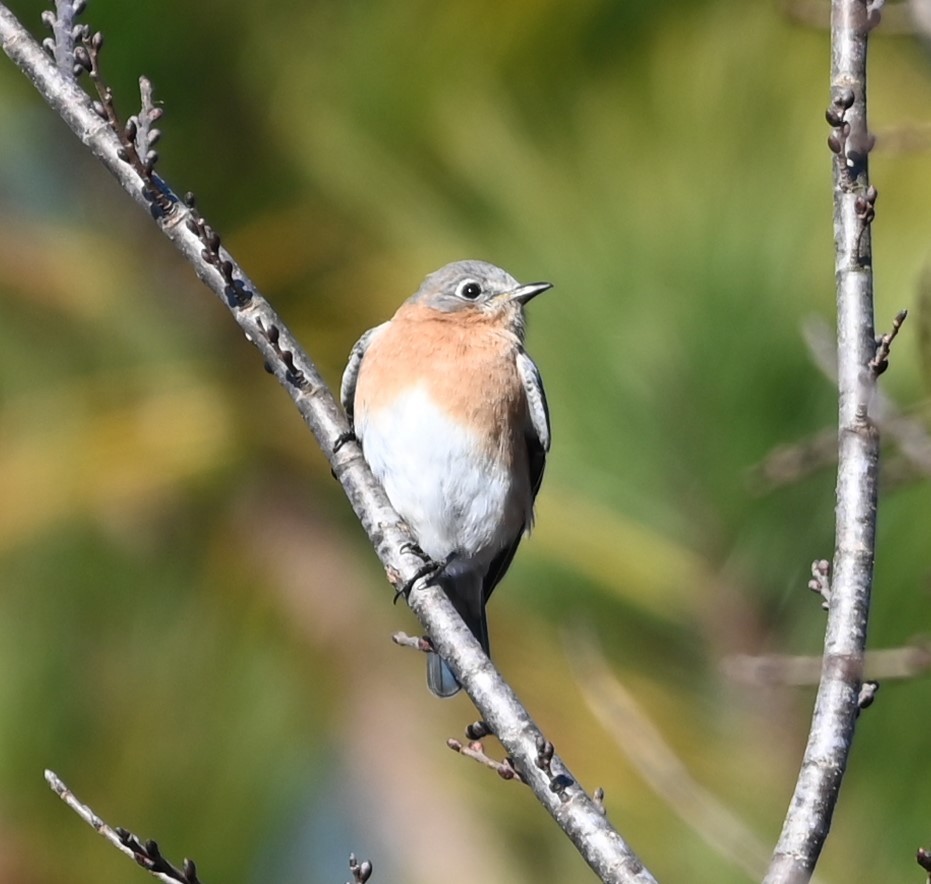 Eastern Bluebird - ML627815131