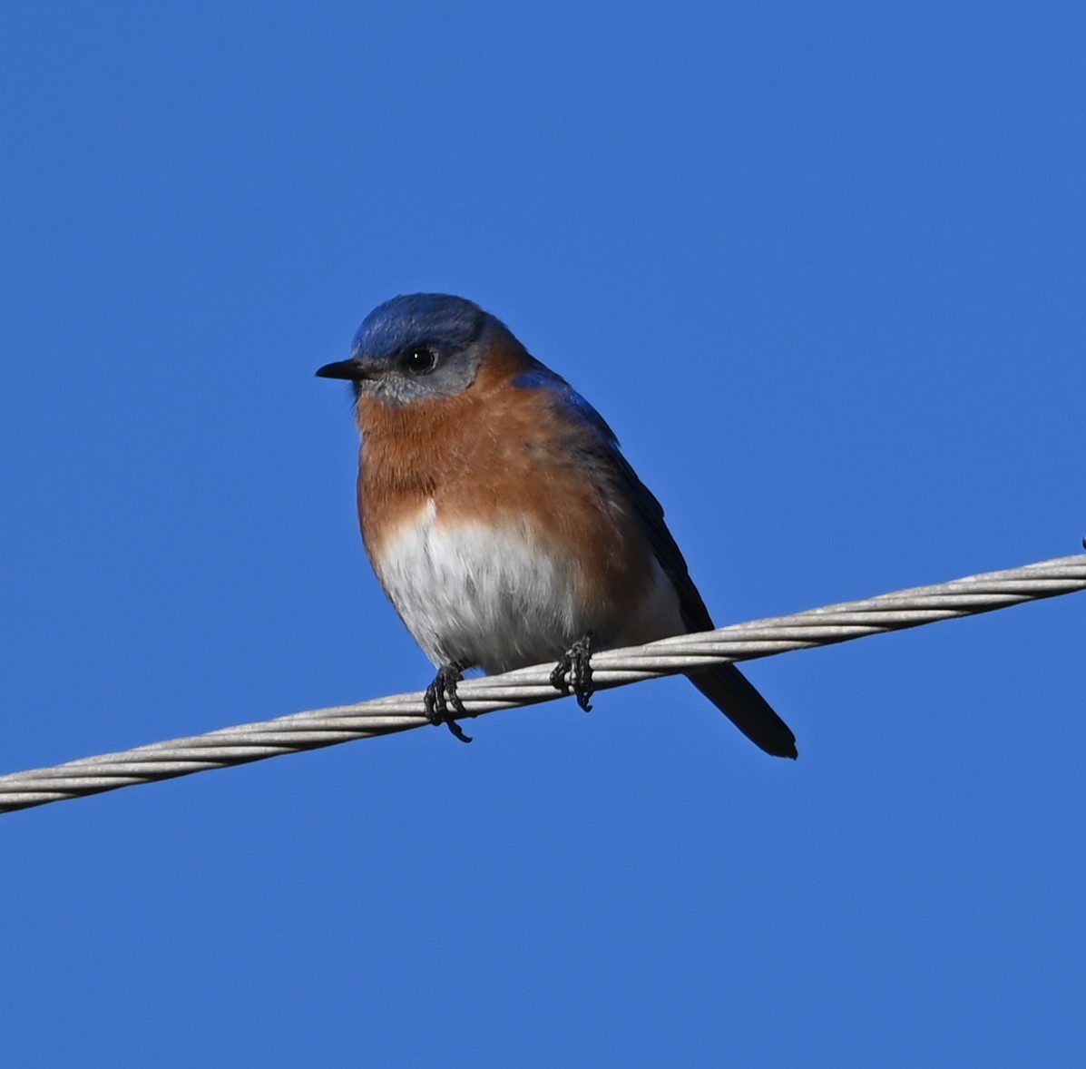 Eastern Bluebird - ML627815144
