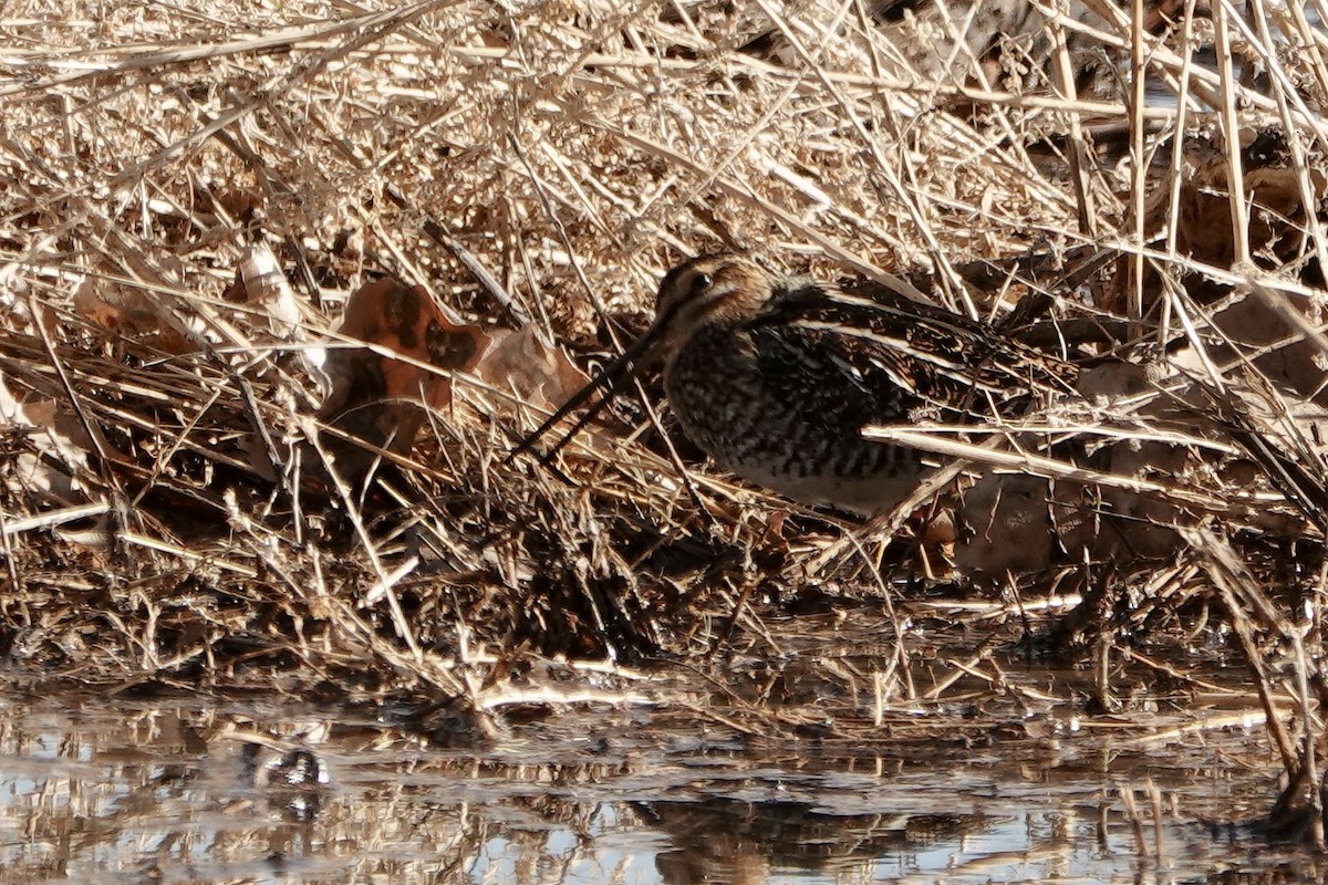 bekasina severoamerická - ML627815146