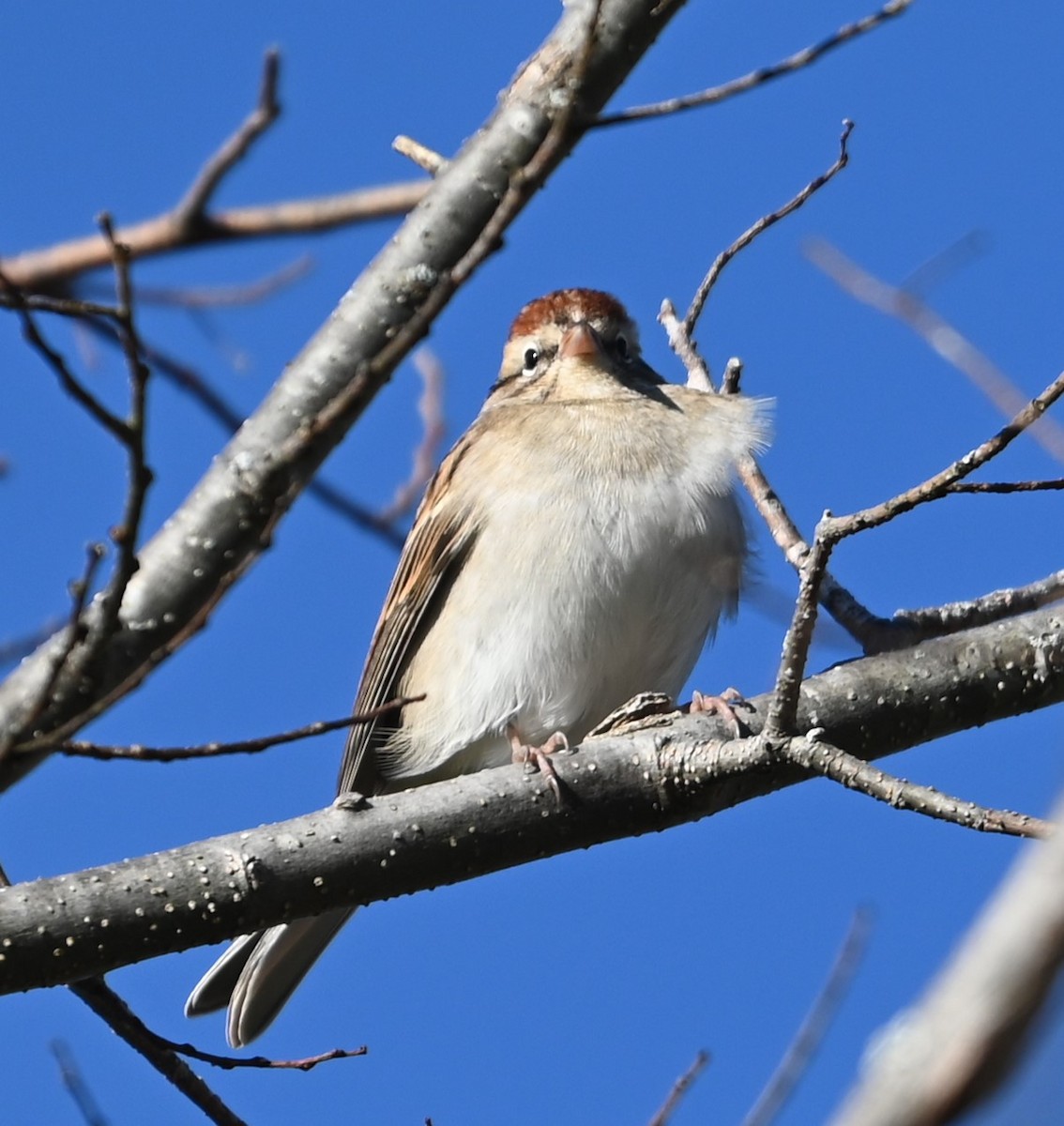 Chipping Sparrow - ML627815149