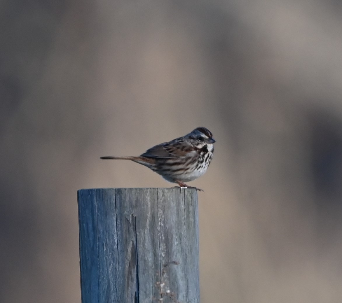 Song Sparrow - ML627815199