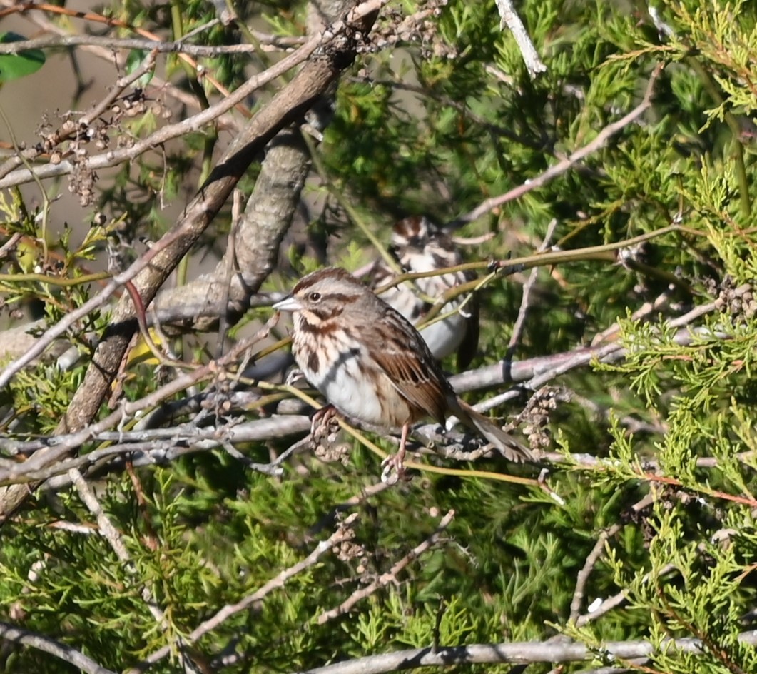 Song Sparrow - ML627815209