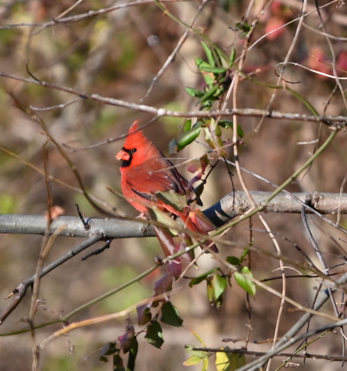 Northern Cardinal - ML627815233