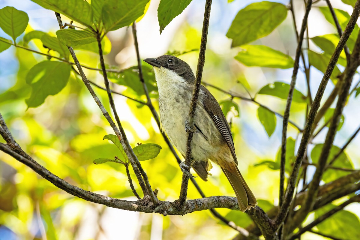 Puerto Rican Tanager - ML627815259