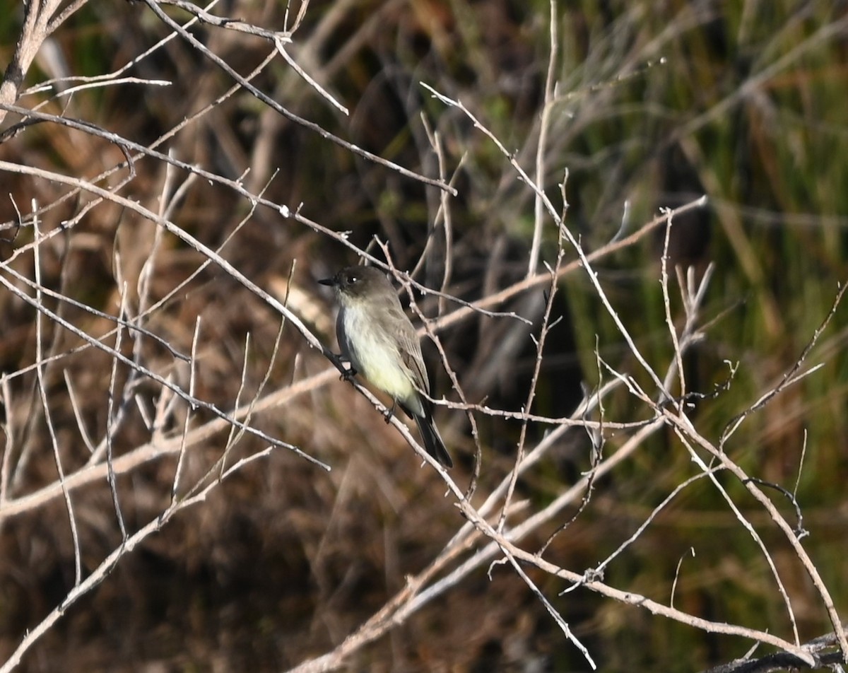 Eastern Phoebe - ML627815362