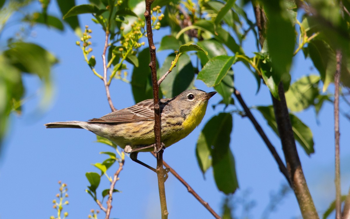 Kirtland's Warbler - ML627815365