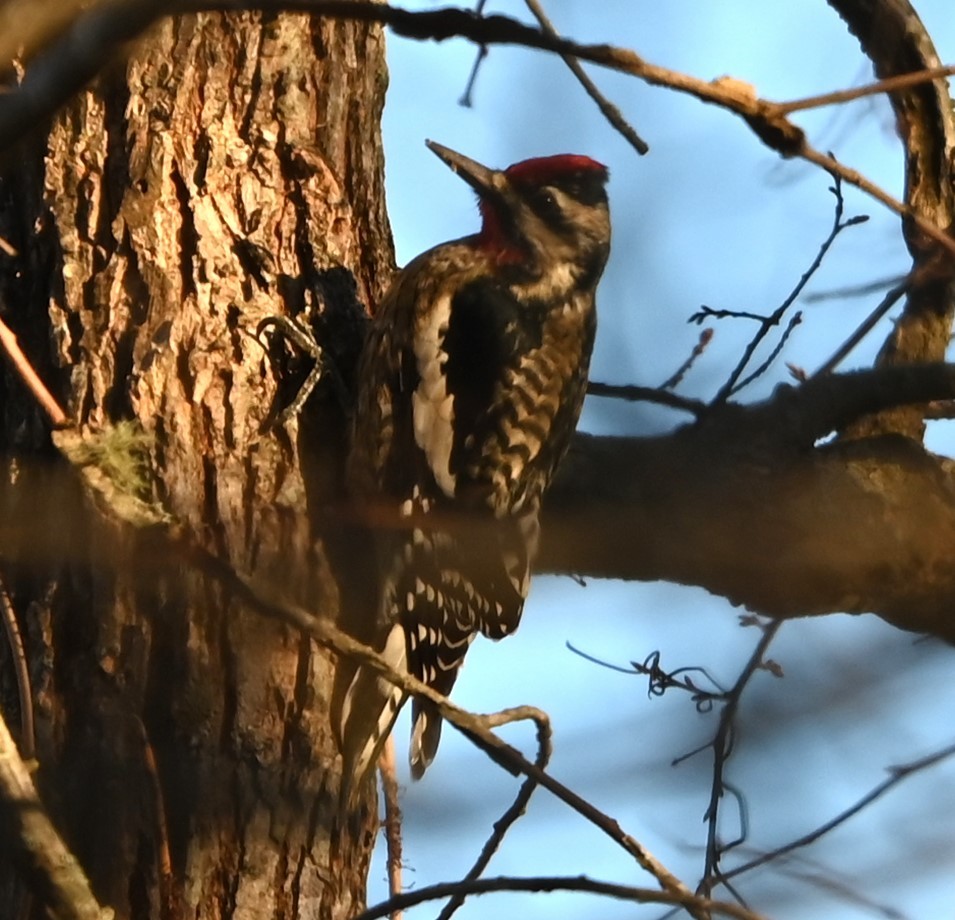 Yellow-bellied Sapsucker - ML627815399