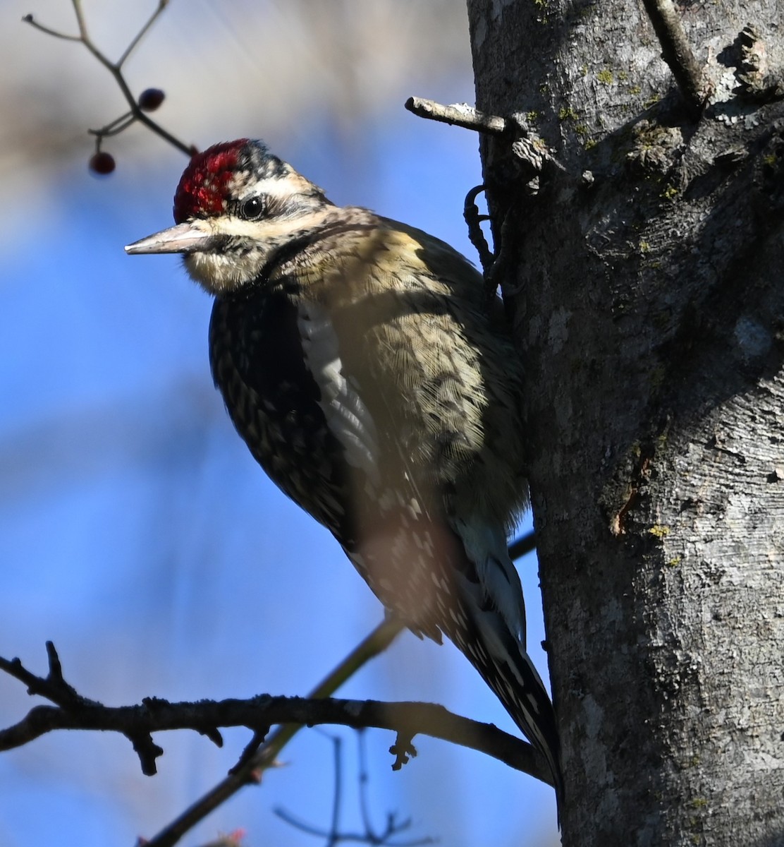 Yellow-bellied Sapsucker - ML627815406