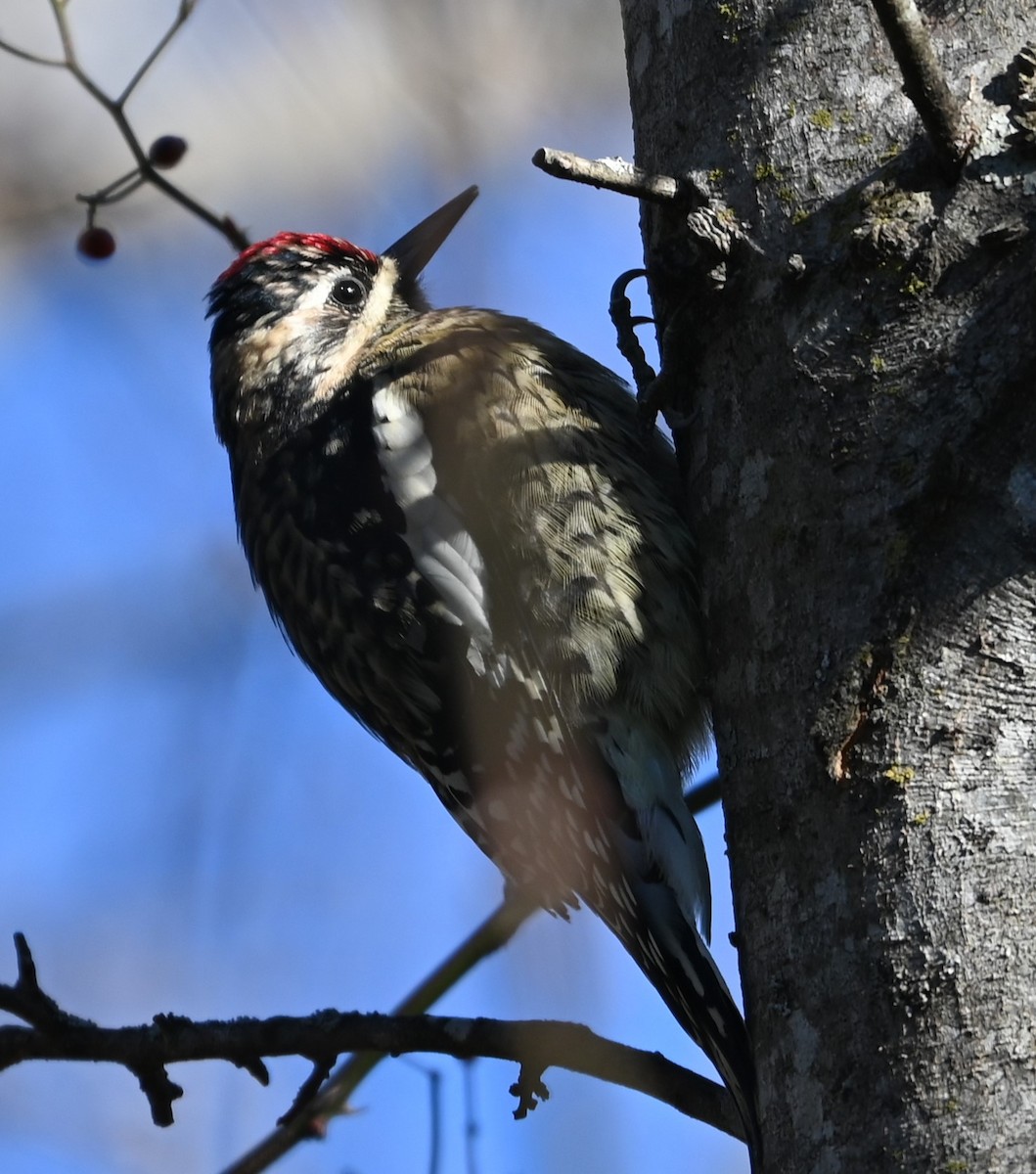 Yellow-bellied Sapsucker - ML627815407