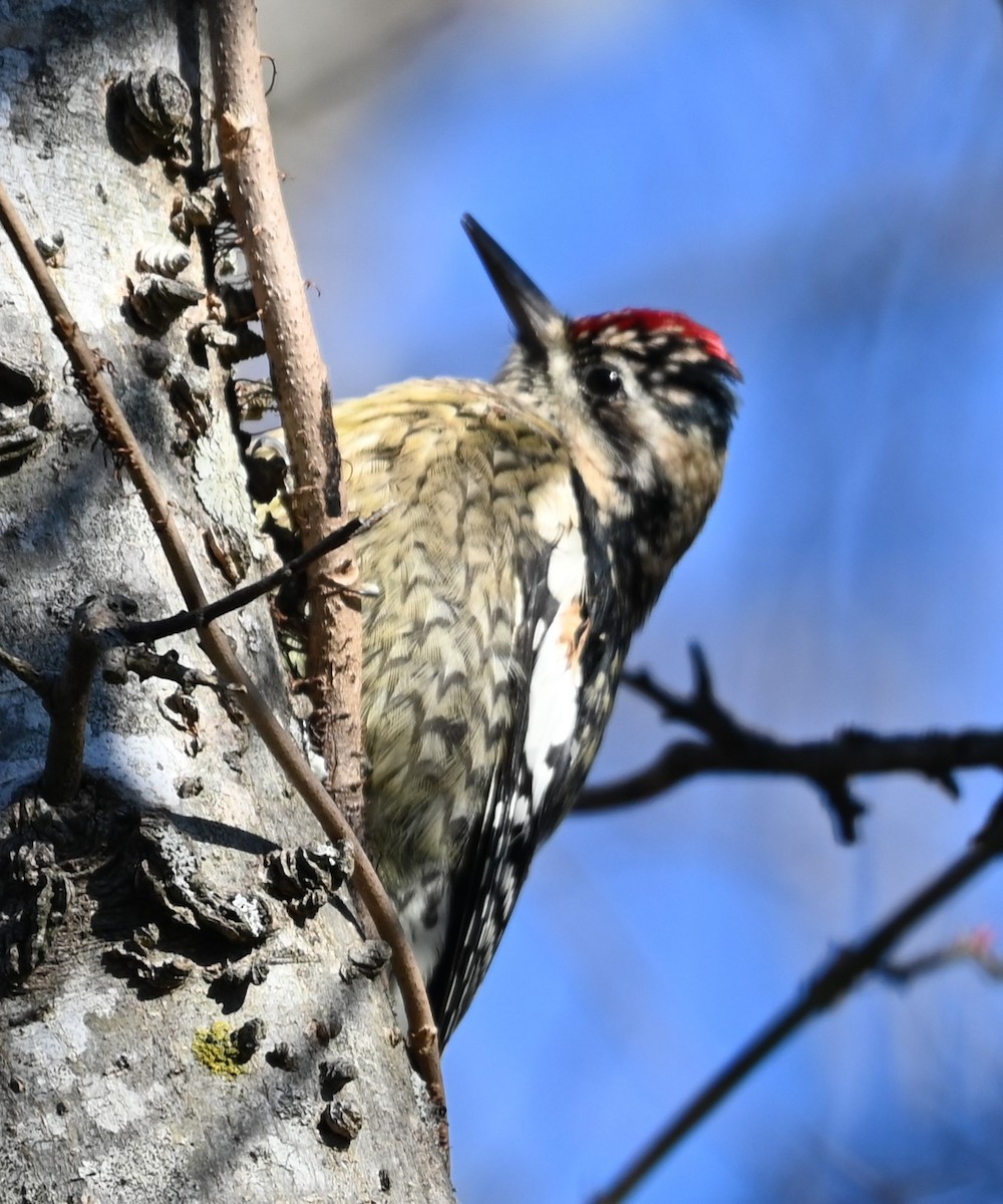 Yellow-bellied Sapsucker - ML627815425