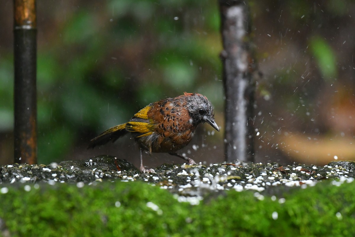 Chestnut-crowned Laughingthrush - ML627815430