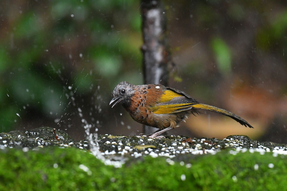 Chestnut-crowned Laughingthrush - ML627815431