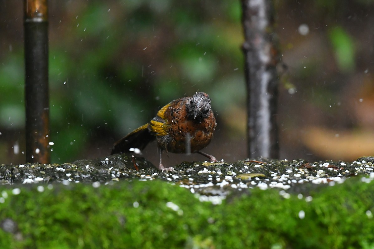 Chestnut-crowned Laughingthrush - ML627815432