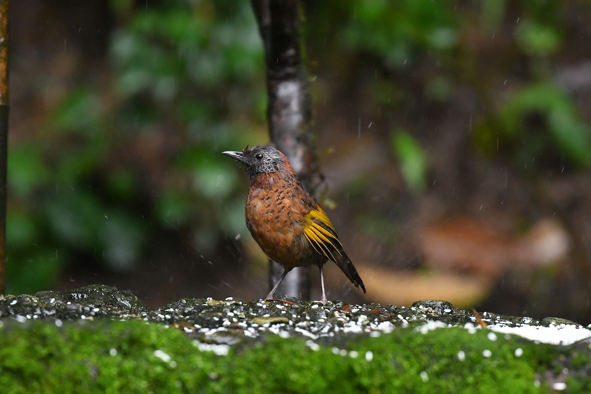 Chestnut-crowned Laughingthrush - ML627815433