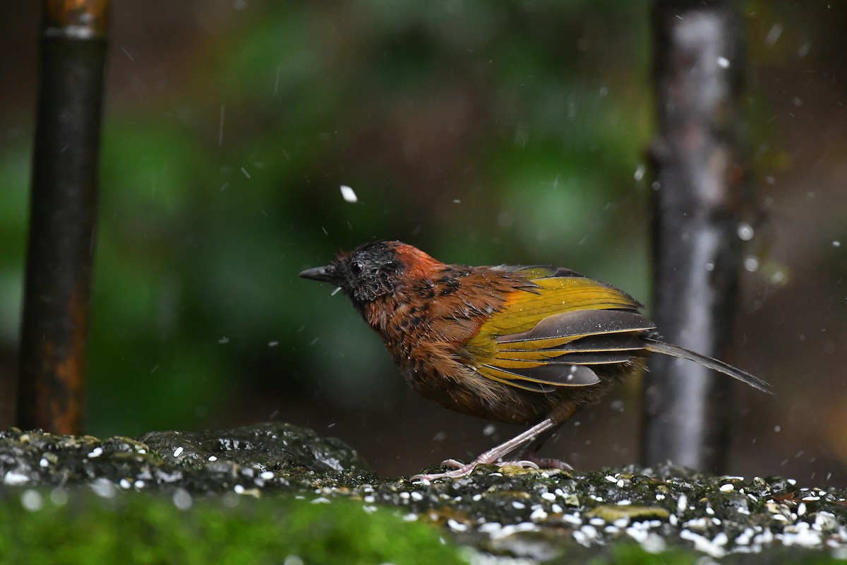 Chestnut-crowned Laughingthrush - ML627815434