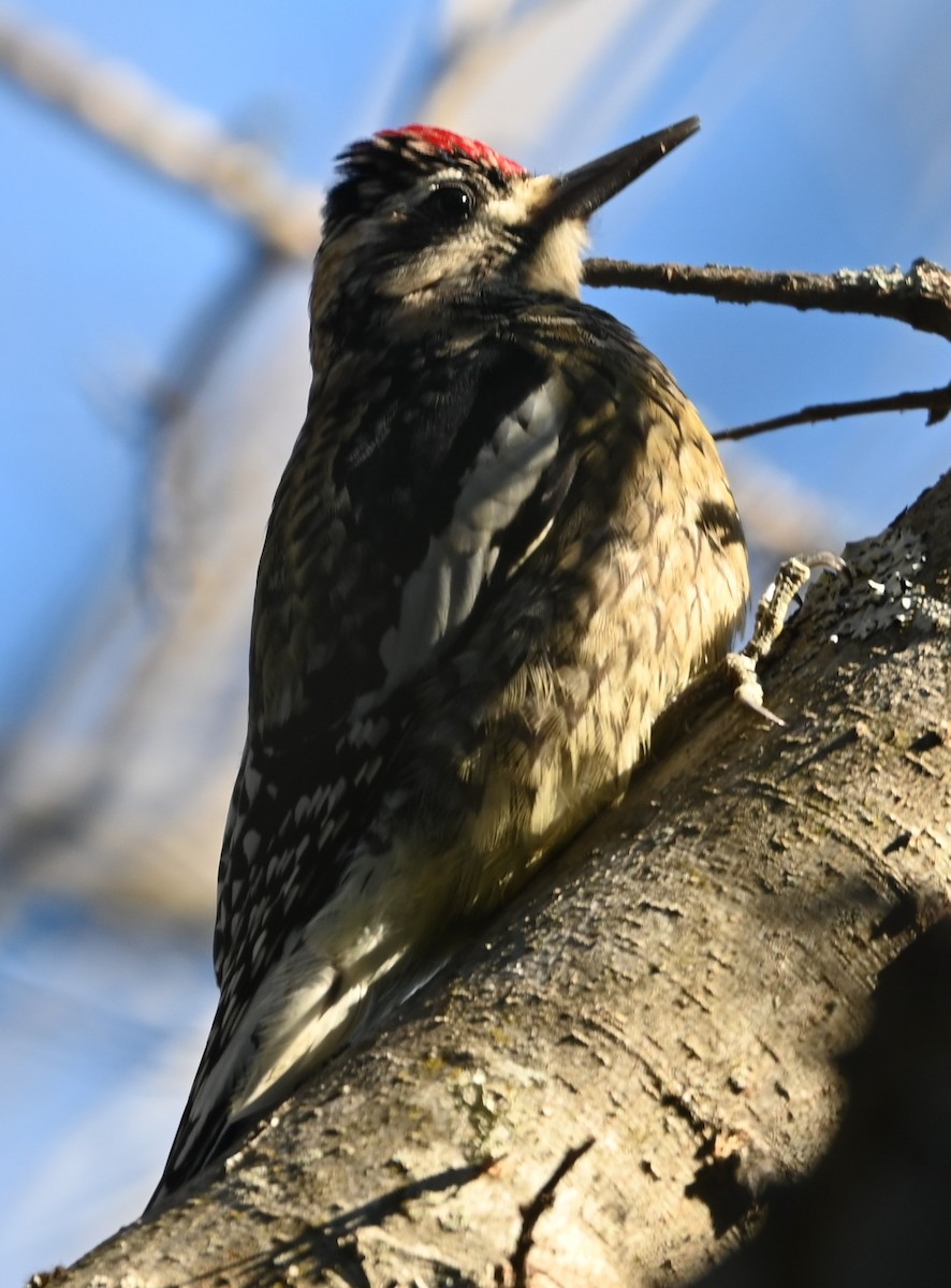 Yellow-bellied Sapsucker - ML627815435