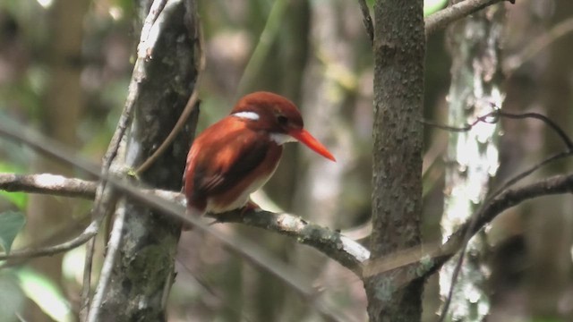 Madagascar Pygmy Kingfisher - ML627815439