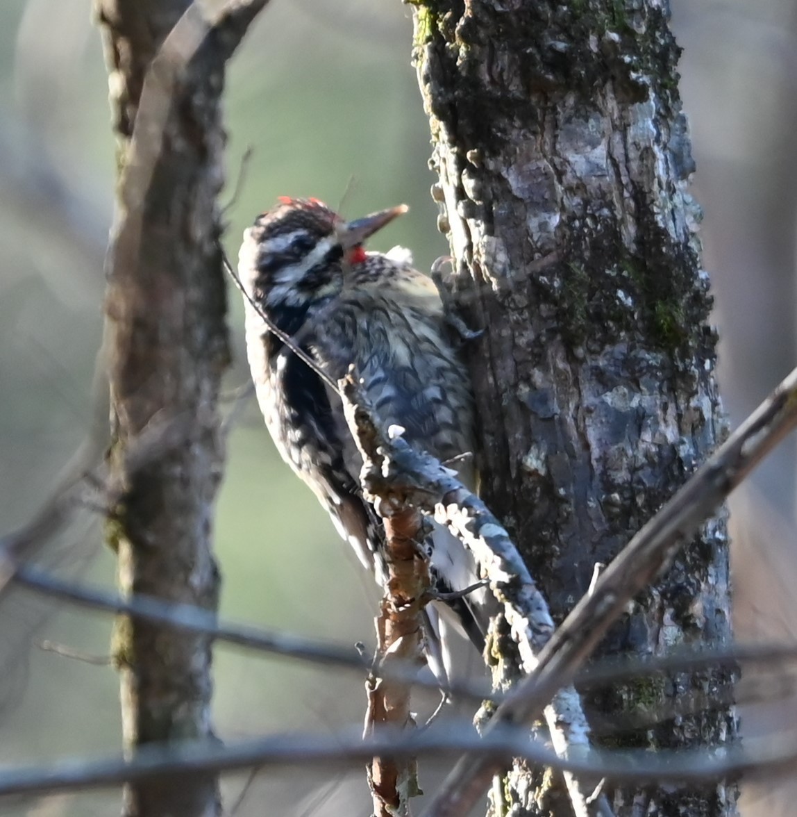 Yellow-bellied Sapsucker - ML627815444