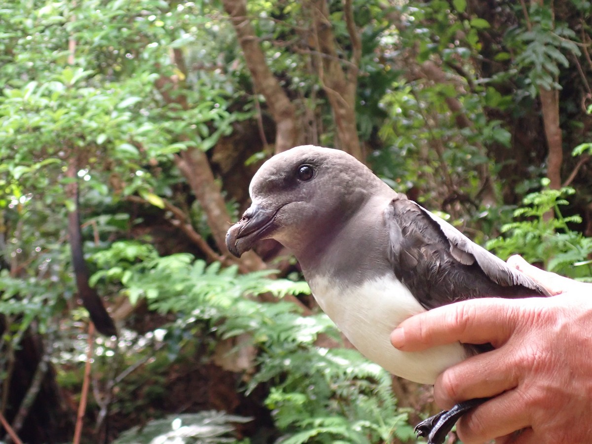 Magenta Petrel - ML627815453