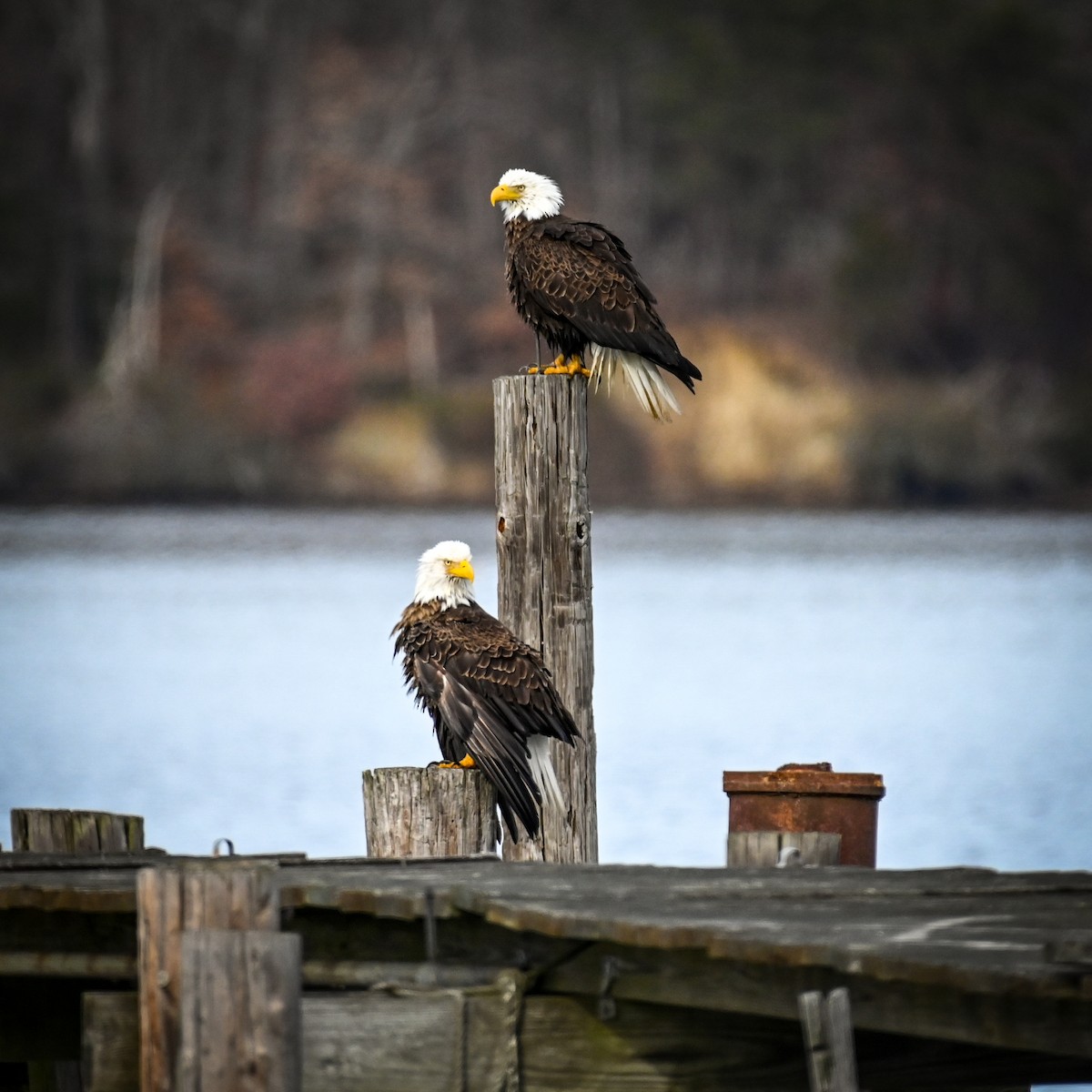 Bald Eagle - ML627815527