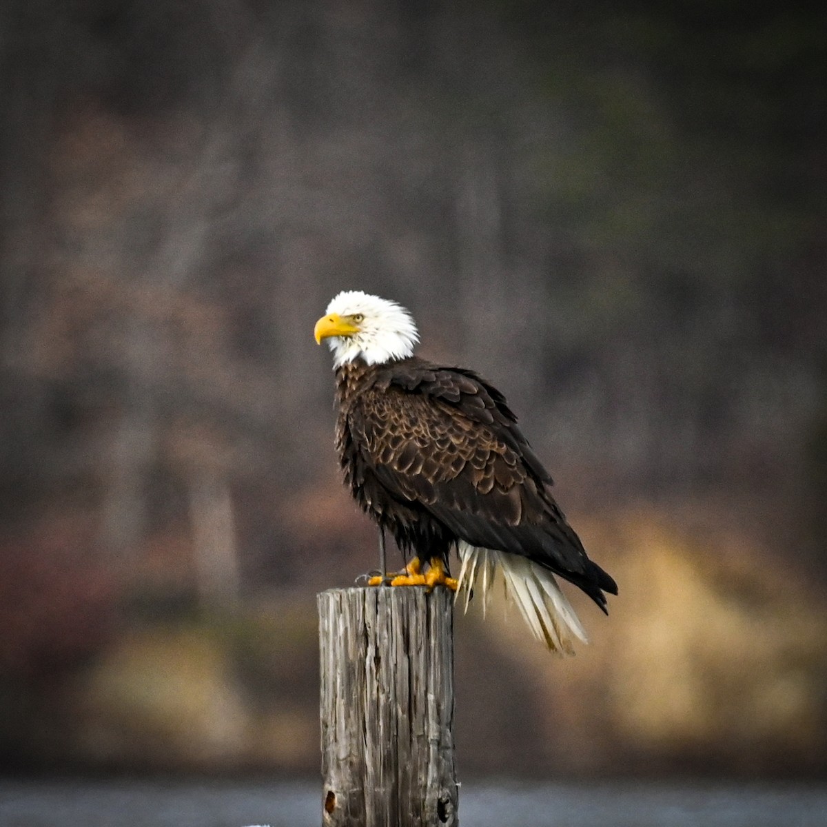 Bald Eagle - ML627815528