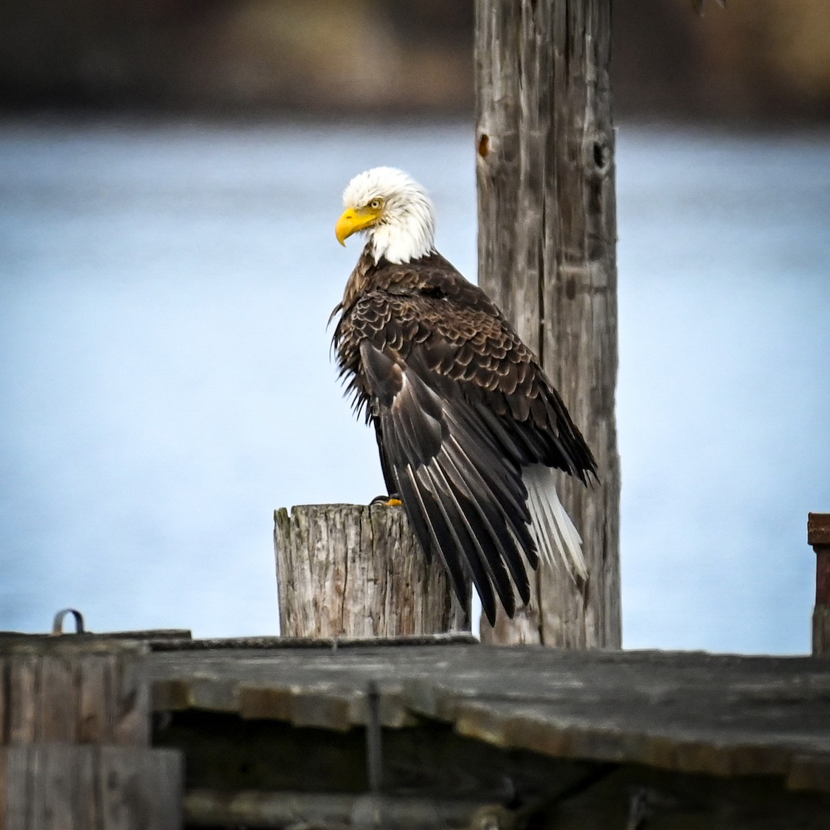 Bald Eagle - ML627815534