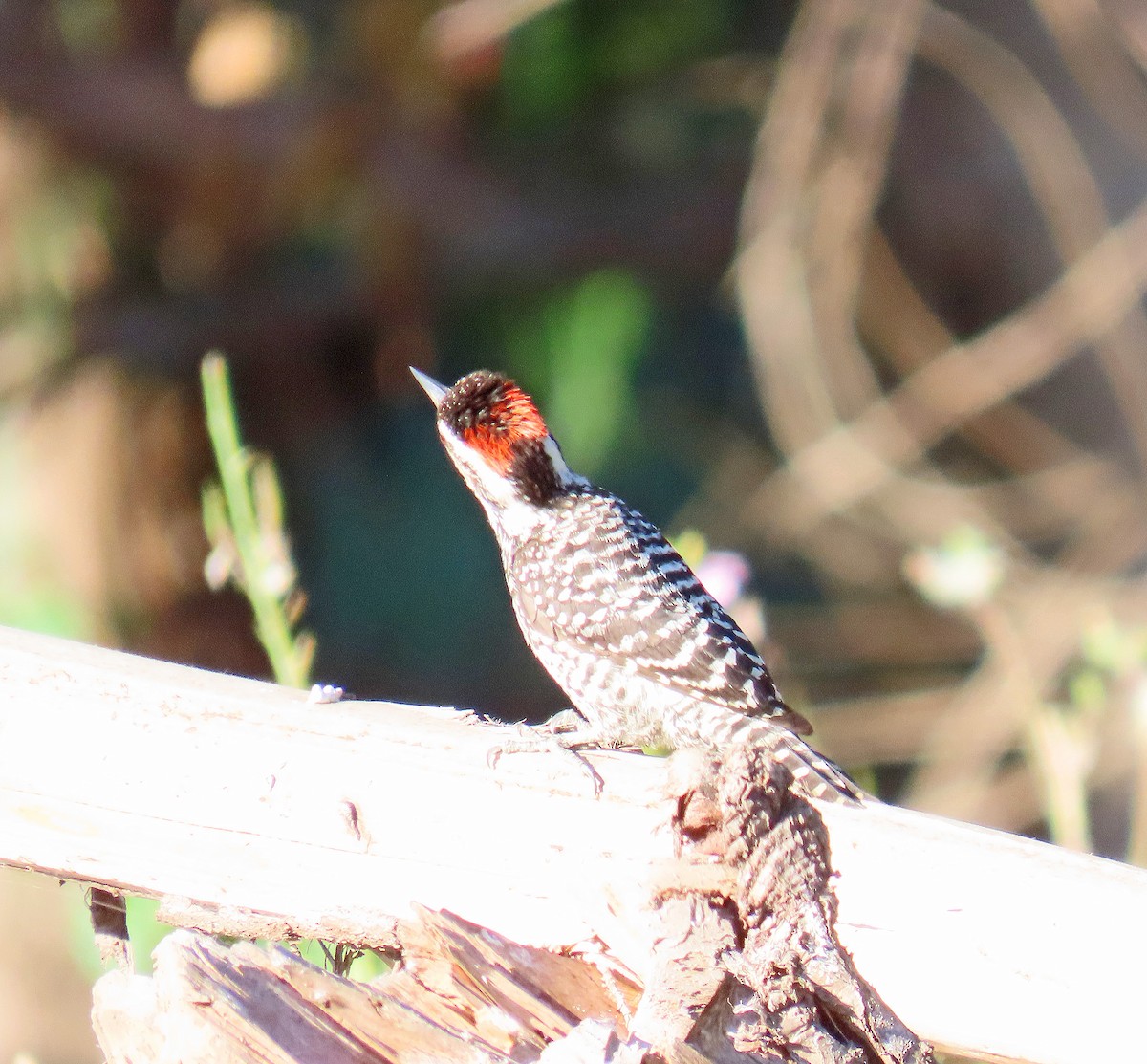 Дятел чилійський - ML627815554