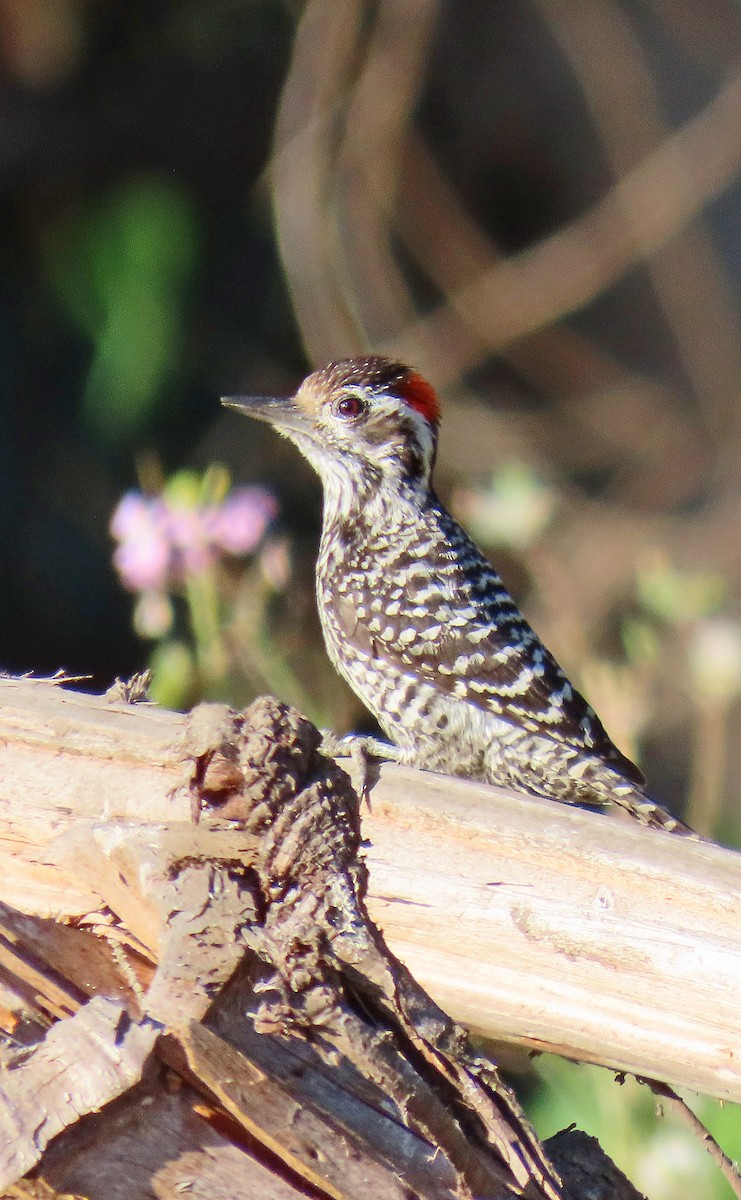 Дятел чилійський - ML627815555