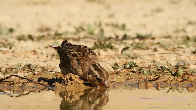 Rock Sparrow - ML627815585