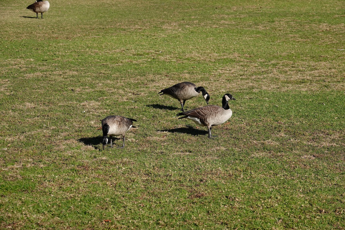 Cackling Goose - ML627815589