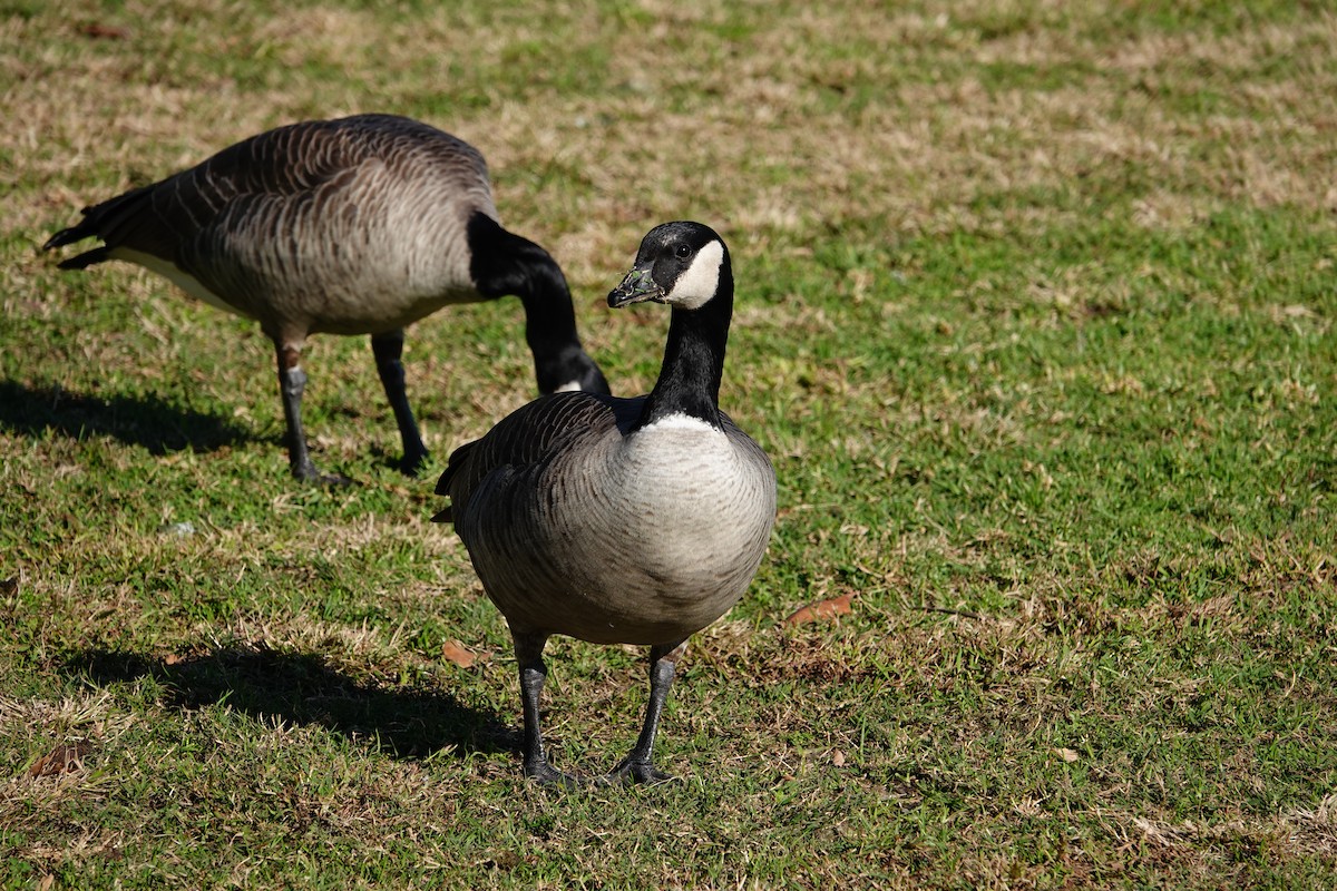 Cackling Goose - ML627815596