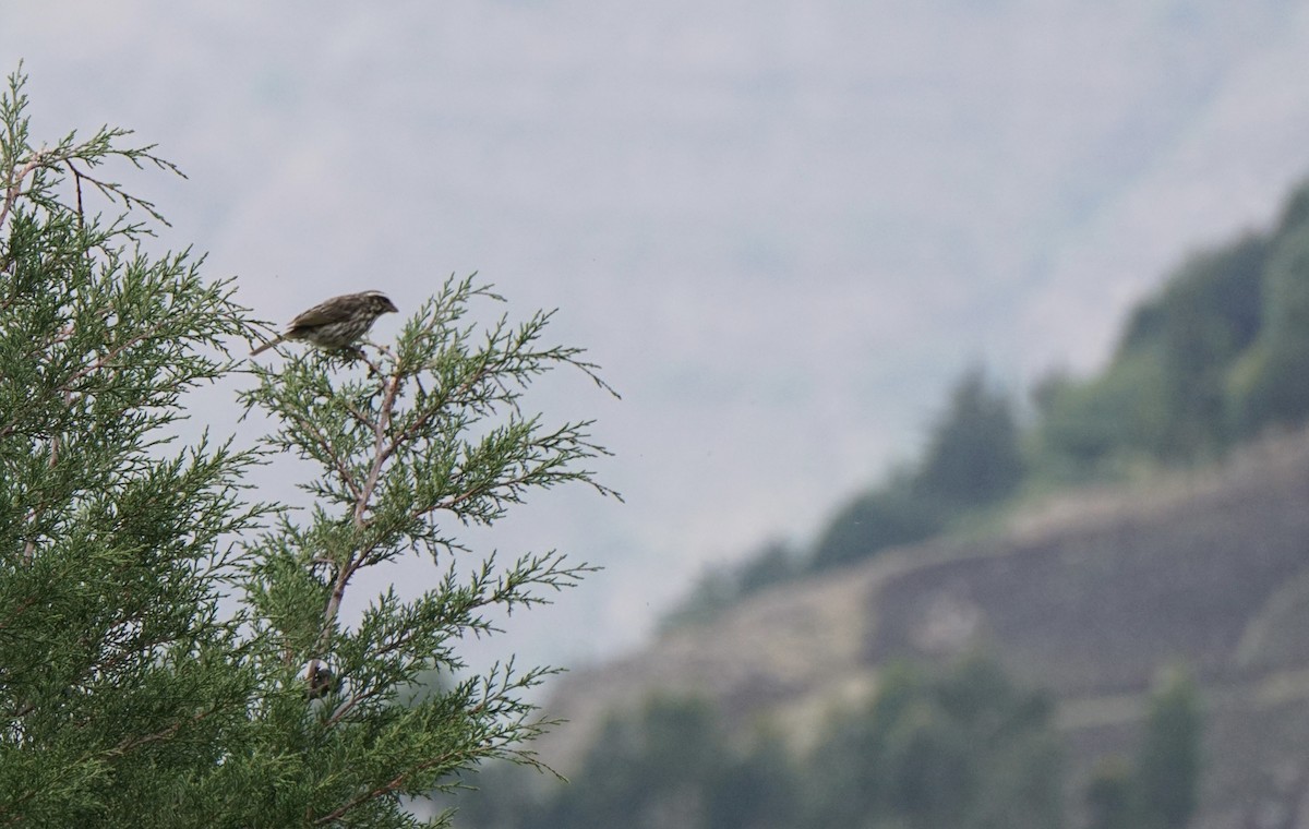 Streaky Seedeater - ML627815601