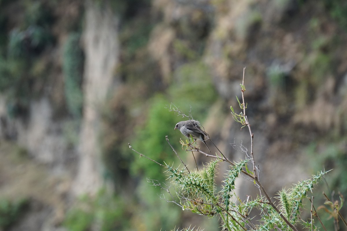 Brown-rumped Seedeater - ML627815627