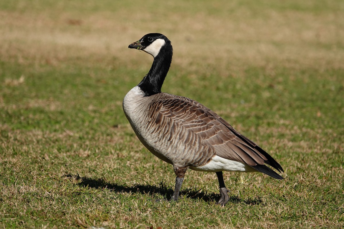 Cackling Goose - ML627815666