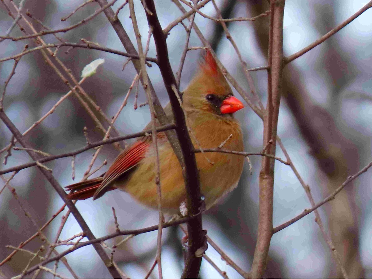 ショウジョウコウカンチョウ - ML627815691