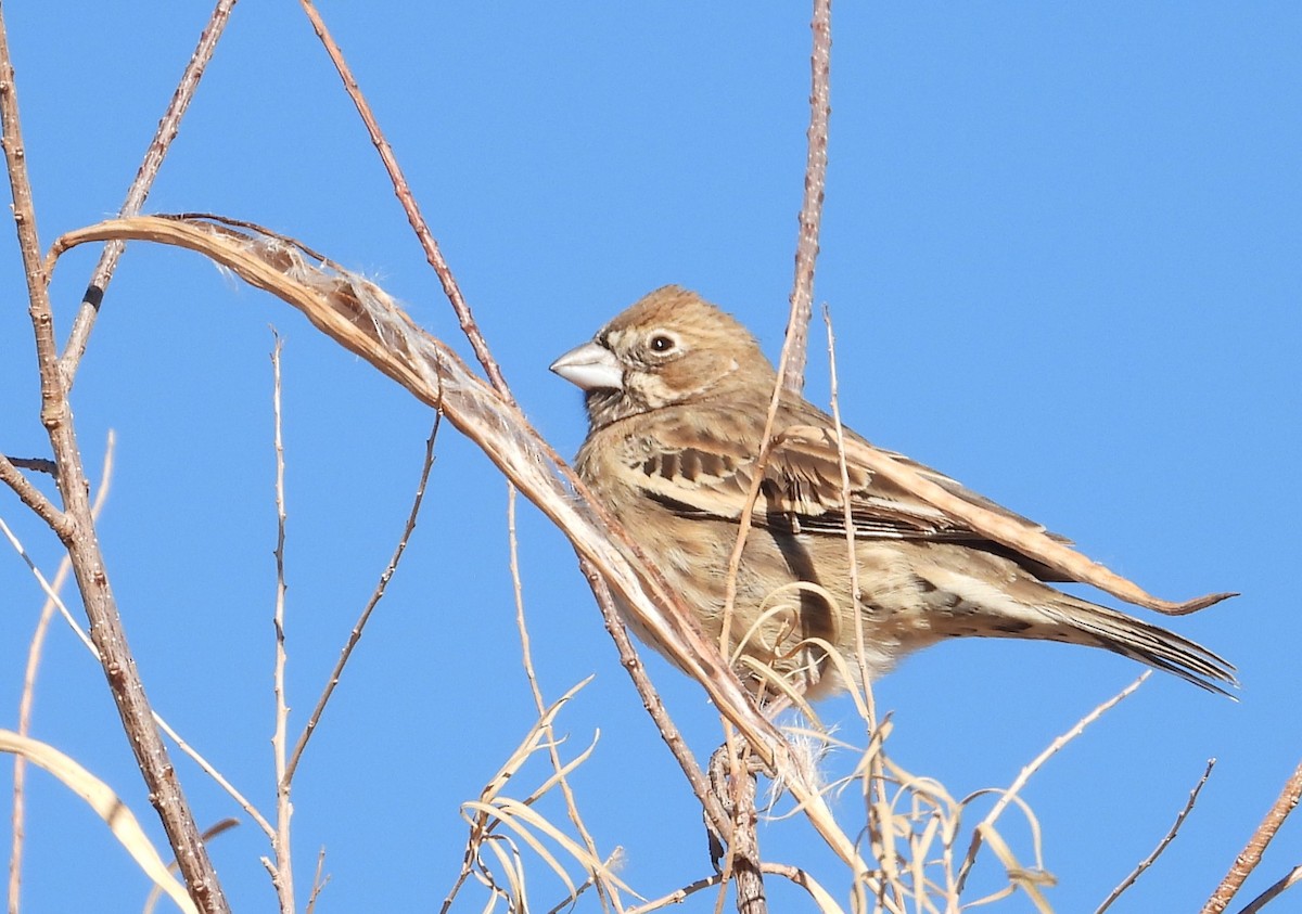 Lark Bunting - ML627815713