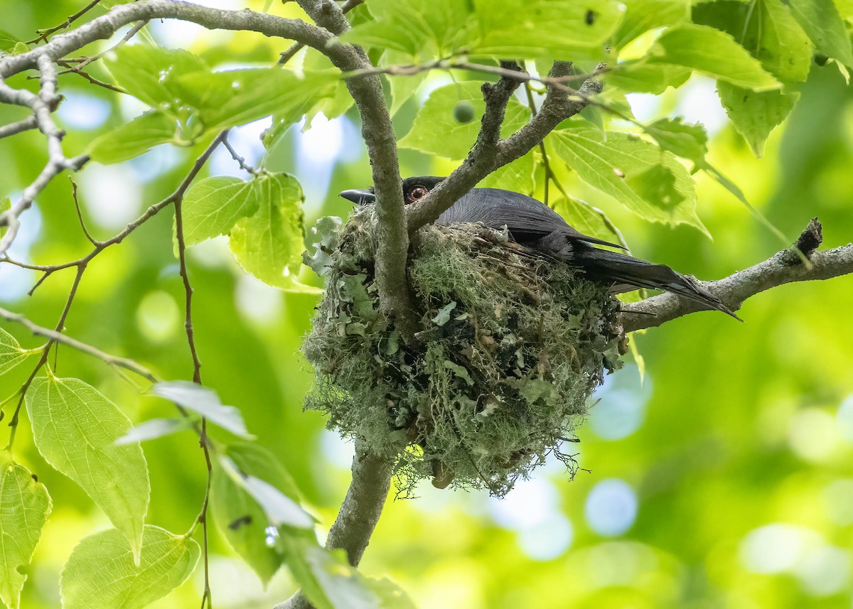 Square-tailed Drongo - ML627815760