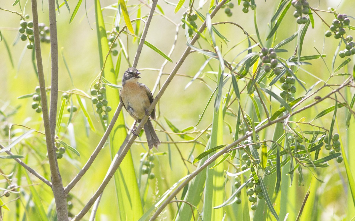 Long-tailed Reed Finch - ML627815796