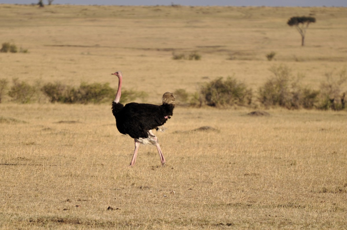 Common Ostrich - ML627815838